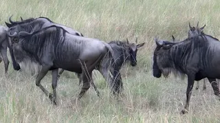 Migration des gnous au Serengeti