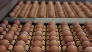 Darbas Olandijoje (Kwetters kiaušinių fabrike) - www.emigra.lt