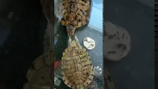 Turtle slaps another turtle