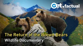 The Return of the Bears | Full Wildlife Documentary