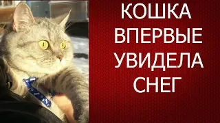 Кошка первый раз увидела снег!