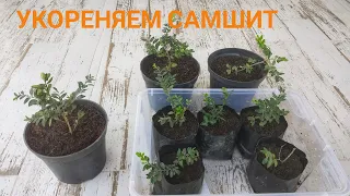 Легкое укоренение самшита! Результат через 3 месяца порадовал))