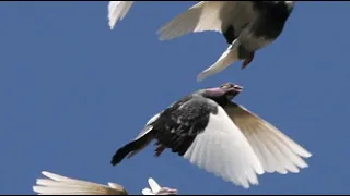 Bird flight | Wikipedia audio article