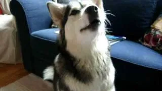 Alaskan Malamute talking