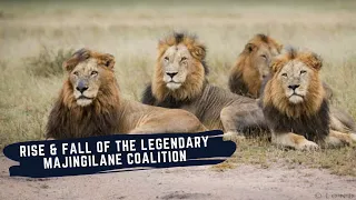 MAJINGILANE MALE LIONS - RISE AND FALL OF LEGENDARY COALITION OF LION BROTHERS