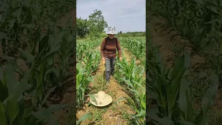 Amazing Farming Activities #satisfying #shortsvideo