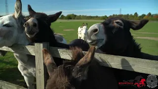 Redwings donkeys and horses