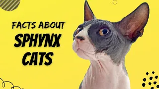 10 Facts You Need To Know About Sphynx Cat
