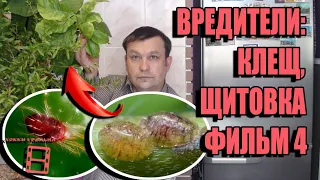 ВРЕДИТЕЛИ (ПАУТИННЫЙ КЛЕЩ, ЩИТОВКА). ВСЕ О ВЫРАЩИВАНИИ ЛИМОНА, МАНДАРИНА В ДОМАШНИХ УСЛОВИЯХ ФИЛЬМ 4