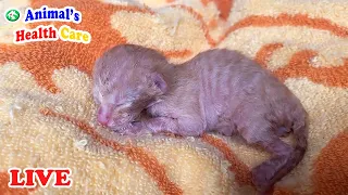 Kittens, Cats in Crisis: Living on street, Orphaned, Abandoned - Animal Shelter Live