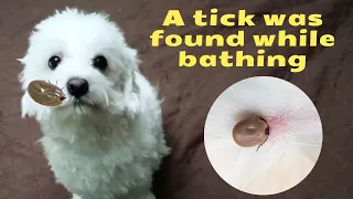 A tick was found while bathing I My dog JESSICA I Cute dog