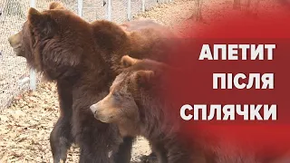 🐾 Ведмеді почали прокидатись із зимової сплячки у притулку "Домажир": як почуваються тварини
