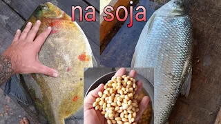 Como eu preparo a soja para pesca  pacu, matrinxã. aqui no Mato Grosso