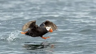 puffin hunt fish to feed puffling/Survival Of The Fittest