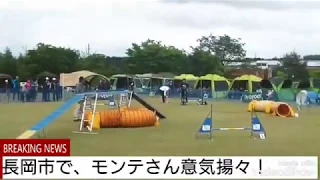 とってもマイペースなビーグルアジリティ