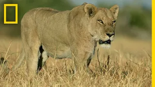 Lion Pride Hunts Cape Buffalo | Savage Kingdom