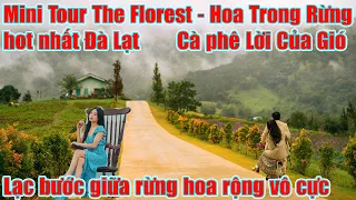 Mini Tour Đà Lạt Hoa Trong Rừng cánh đồng hoa rộng vô cực