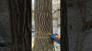 Как правильно сделать запил при валке дерева