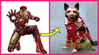 Superheroes Characters In Real Life As Dogs 👉@TupViral