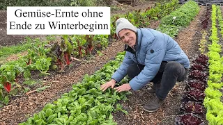 Gemüse-Ernte ohne Ende zu Winterbeginn 🍀Herrliches Frischgemüse aus der kalten Jahreszeit!