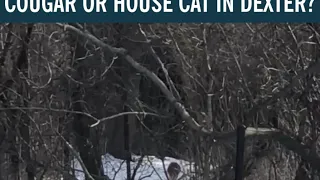 Cat caught on camera in Dexter, Michigan backyard