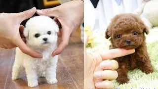 Cutest Teacup Puppies Video Compilation || Funny and Cute Dog #11