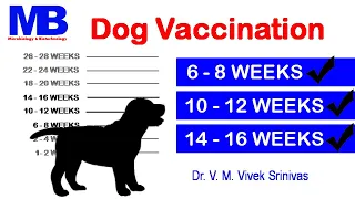 DOG VACCINATION | Microbiology | Vivek Srinivas | #Parvo #Distemper #Rabies #VeterinaryScience
