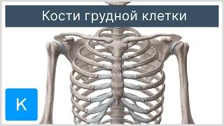 Кости грудной клетки - Анатомия человека | Kenhub