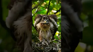 The common buzzard (Buteo buteo)|dancing bird