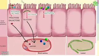 Digestion and Absorption of Carbohydrates , Proteins and Fats