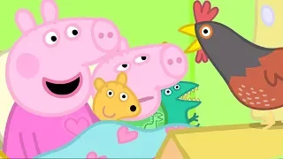 Peppa Pig Meets Granny Pig's Chickens | Peppa Pig Official Family Kids Cartoon