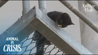 Dying Kitten Trapped On The Bridge Desperately Shouts At People For Rescue | Animal in Crisis EP105