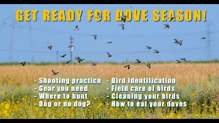Dove hunting for beginners