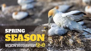 Spring Season - Wild Africa, हिन्दी डॉक्यूमेंट्री | Wildlife documentary in Hindi