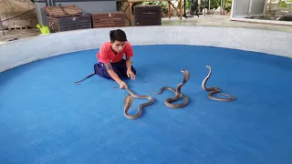 Krabi King Cobra Show - Thailand 2019