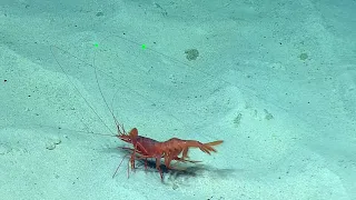Huge Deep Sea Shrimp “Crawls” Along the Seafloor | Nautilus Live