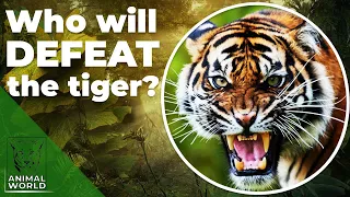 6 Animals That Could Defeat A Tiger | Animal World