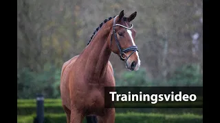 H24 Special-Auction Helgstrand Dressage Summer Opening Trainingsvideo - Nr. 11 Neomai van Kairos