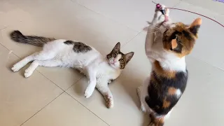 Two Cats 🐱Playing With Stick🦯😻| Angle Leo