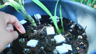 Orchid Rescue-Deep Hydration Method