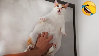 He’s so dramatic! 🤣The Funniest Cat Video