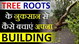 How to Protect your Building from Tree Roots to Damage the Structure || By CivilGuruji