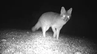 Trail Camera Summer Series July 2023   Gray Fox Raccoons