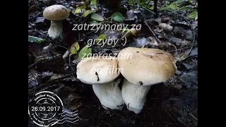 zatrzymany za  grzyby :)  ODC 35