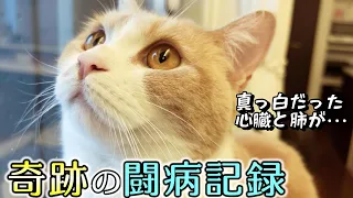 「長くは生きれない」と宣告された猫に起こった小さな奇跡