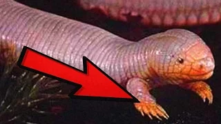 9 PHOTOS OF CRYPTIDS EXPLAINED