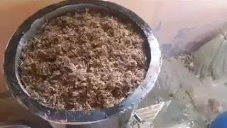 Making of pure Assam Agarwood oil