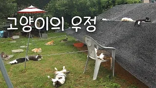 무엇과도 바꿀 수 없는 고양이의 우정🍀