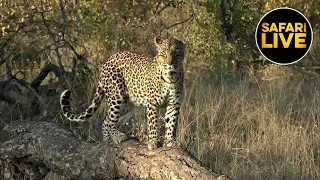 safariLIVE - Sunrise Safari - May 20, 2019