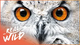 Owls: The Ultimate Night Predator | Wild America | Real Wild